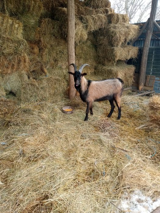 Vând țap alpin francez