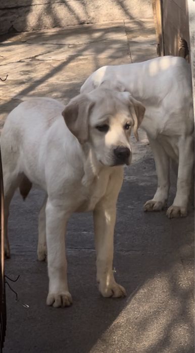 ЛАБРАДОР, девочка, 7 мес.