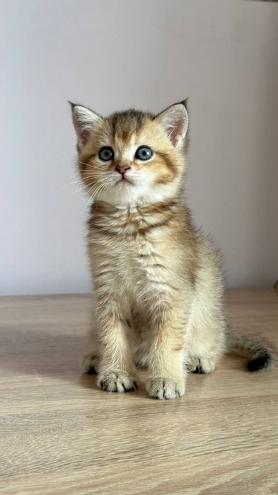 Британская шиншилла