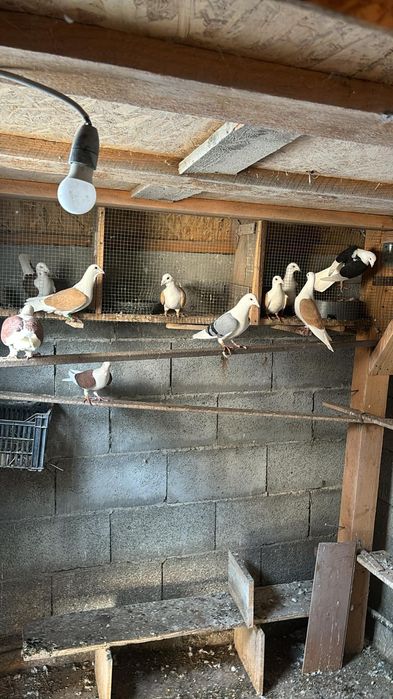 Porumbei voiajori căpăciți