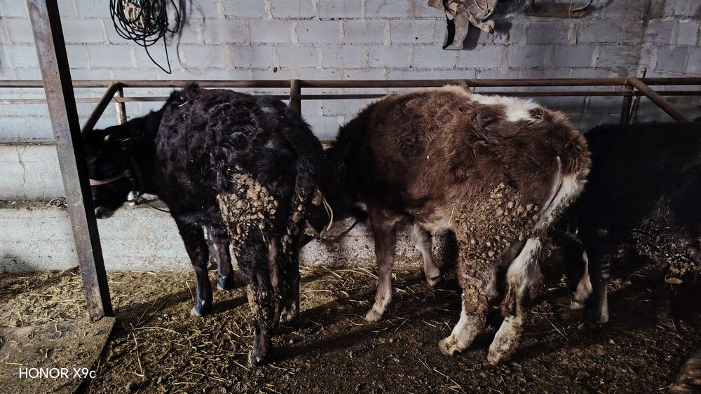 Таналар сатылады