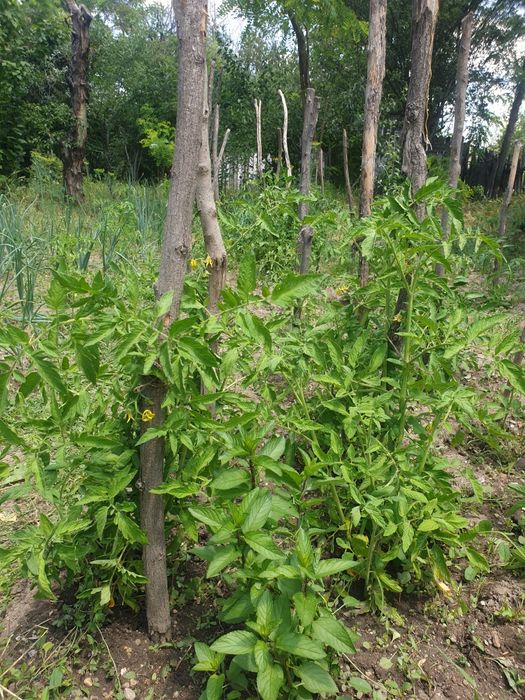 vând casă lângă  Balș  cu 3500 m