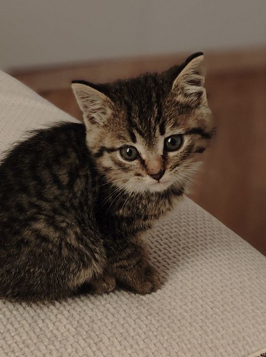 Отдам котика в добрые руки