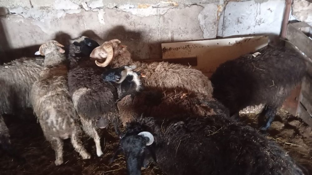Қойлар  сатылады. Продам баранов.