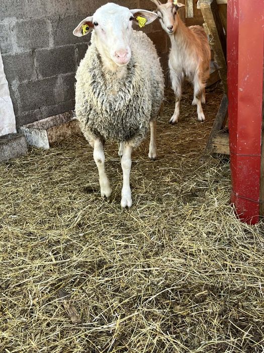 Vand berbecut texel