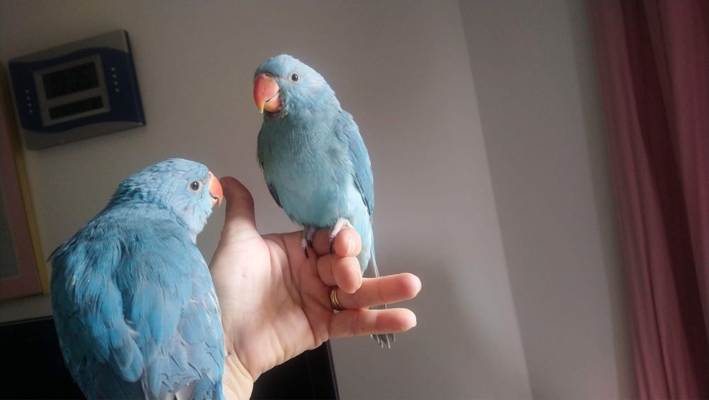 Papagali blanzi pui micul alexandru alexander