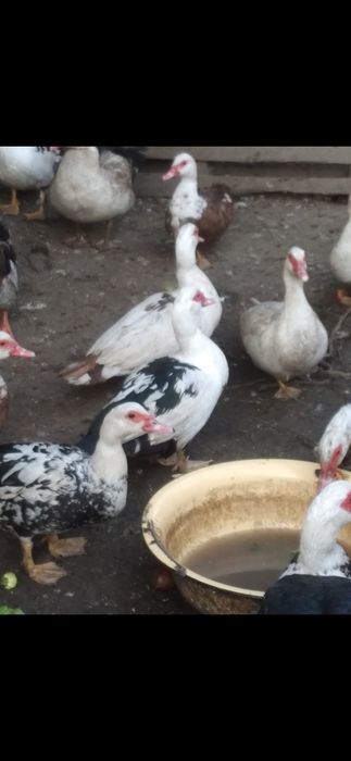 Продам индо уток