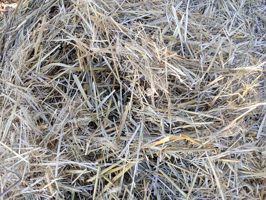 Vând baloți de paie  de grâu