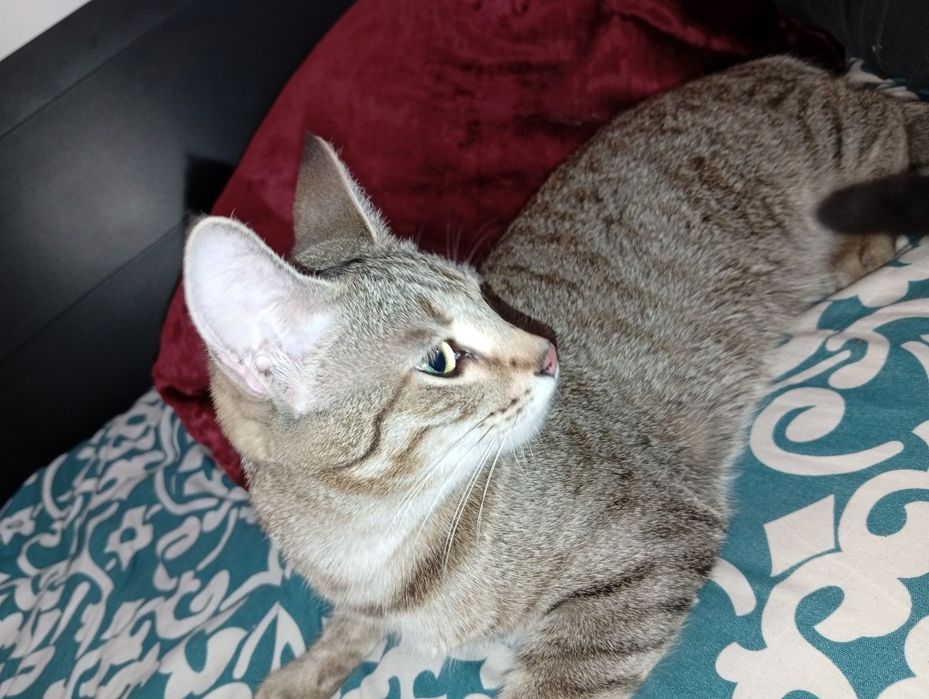 Кошка/котята домашние