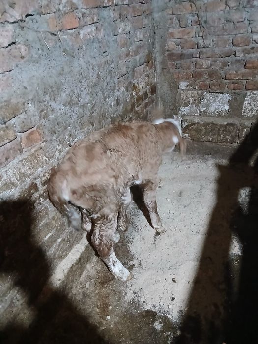 Vind vitea de trei  zile