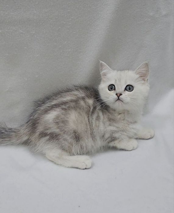 скоттиш страйт  окрас серебристая  мраморная шиншилла