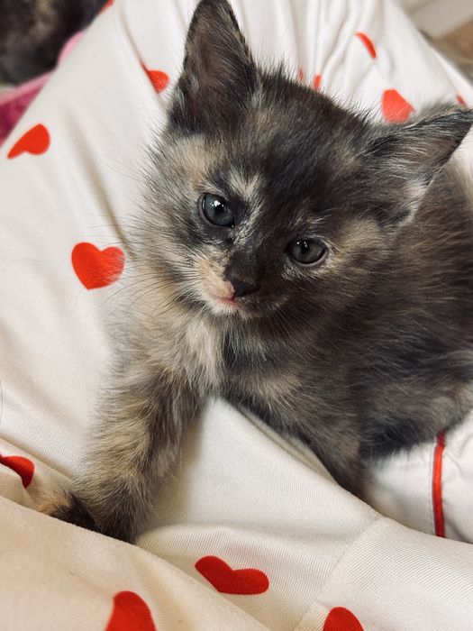 отдам котят, полтооа месяца, девочки