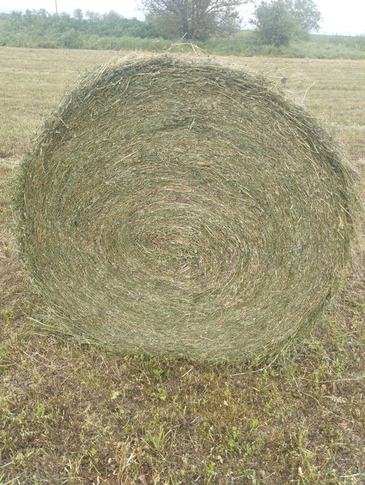 Бали люцерна рулонни
