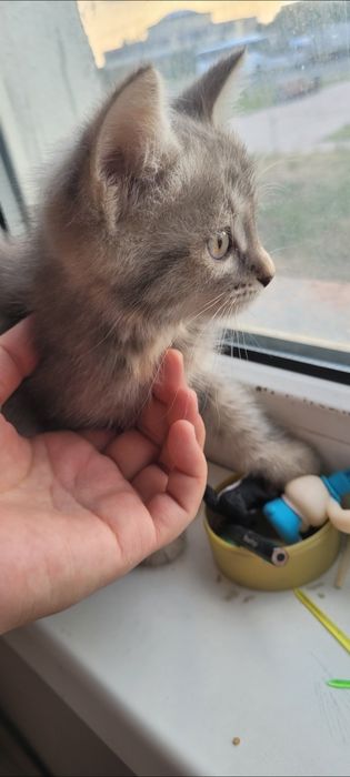 Отдам котенка в добрые руки