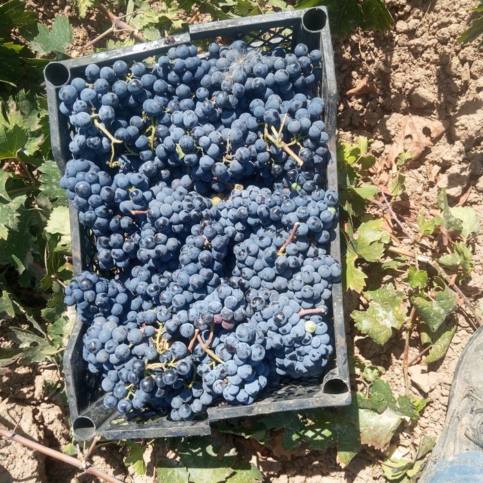 Продается виноград для вино