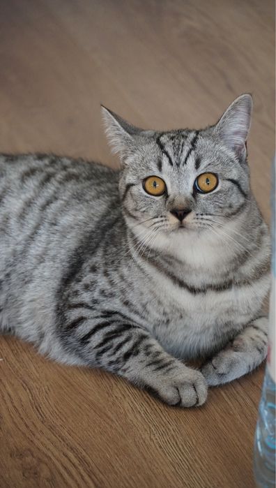 Отдам кошку скоттиш страйт