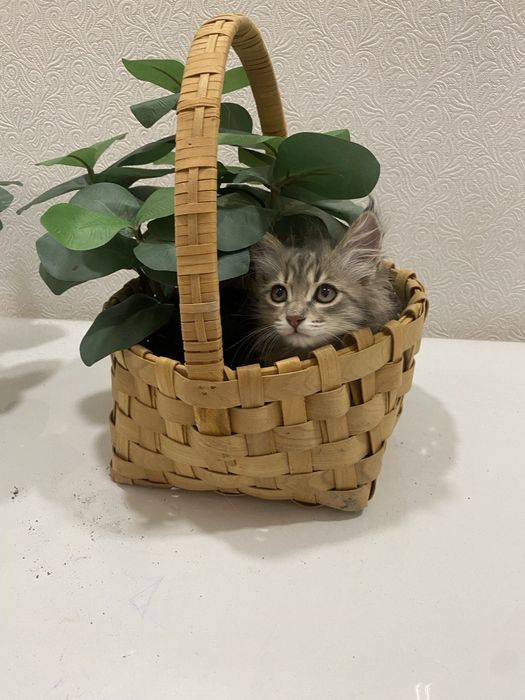 Продаем домашних котят,вакцинированые в надёжные, любищие руки