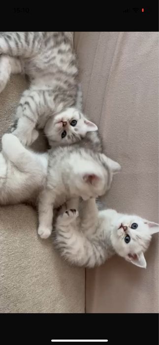 Продам шотландских котят