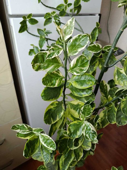 домашние растения, цветы