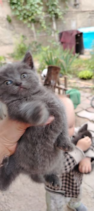 Продам срочно котят