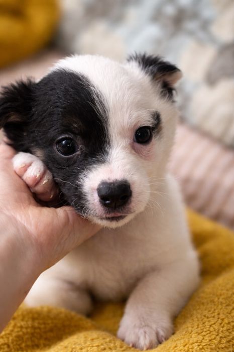 Отдам щенков в добрые руки