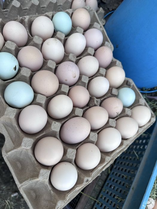 Инкубационное яйцо