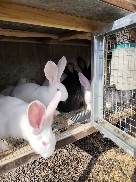 Зайци за клане и разплод