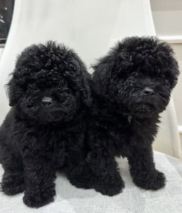 Мини пудел - пудел