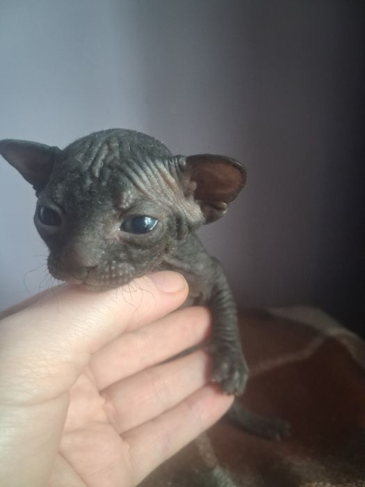 Бронь котят канадские сфинксы