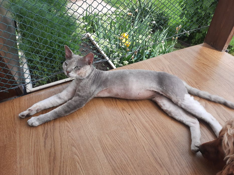 Пропал кот. Нижняя пятилетка.