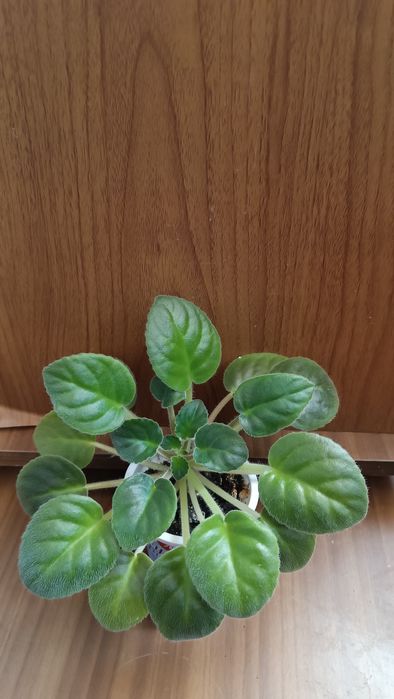 Комнатные растения, Фиалки сортовые оптом