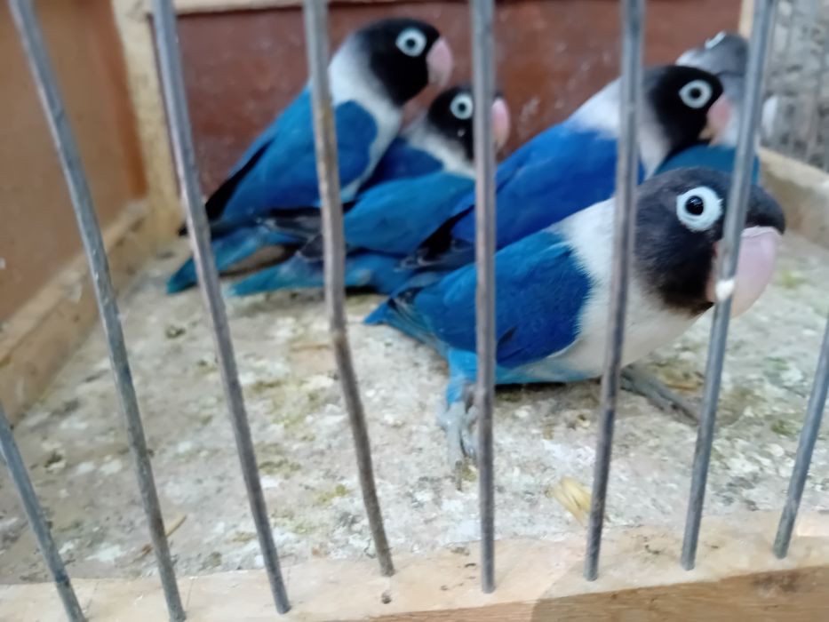 Agaponis personata violet 2024--2025