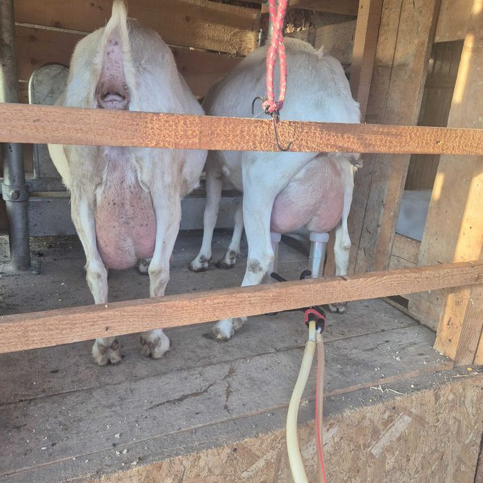 Iezi rasa Sannen de vânzare