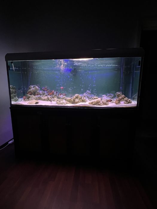 Ciclide Africane Tropheus Kalambwe Red