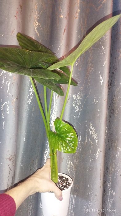 Продается Шикарная Алоказия Лукиван