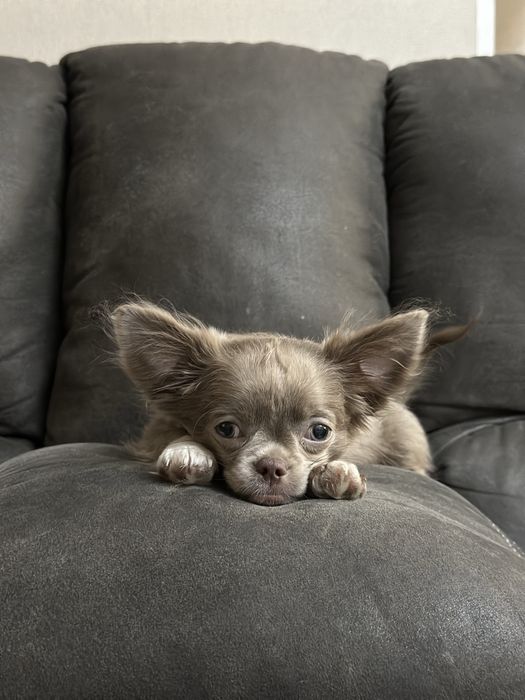 Продаю лилового Щенка чихуахуа