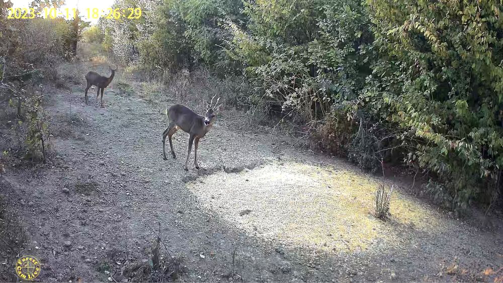 ForestCamLive F1 ORIGINALA Vanatoare 4G Camera