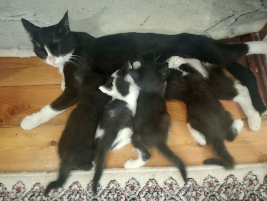 Отдам даром котят в хорошие руки
