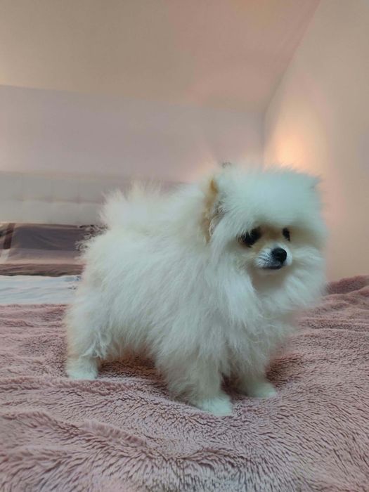 Pomeranian cățelușă