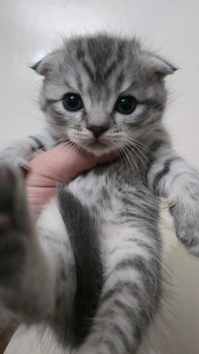 Продаются котята