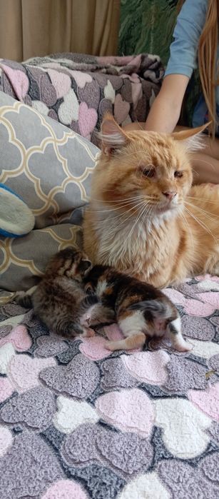 Котята, папа Мейн Кун