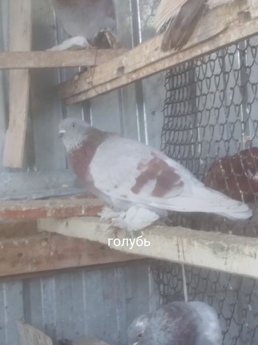 Голуби прошлогодние
