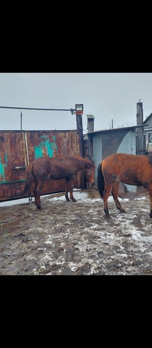 Продам лошадей .