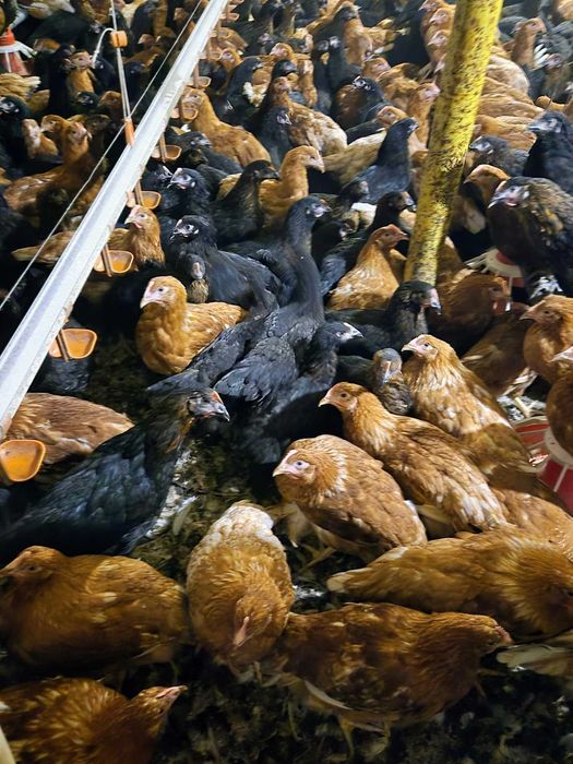 Puicuțe ouătoare 14 săptămâni