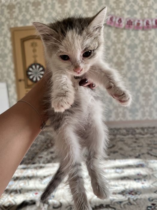 Котята ищут добрых хозяев