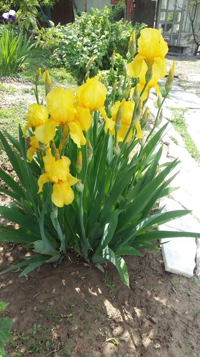 Продаю саженцы ирисов