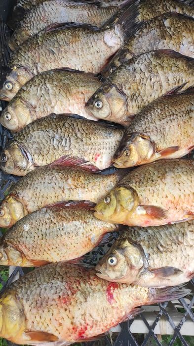 Карась жёлтый ..