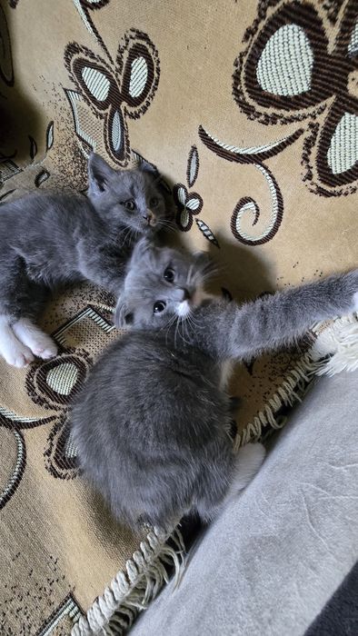 Отдам котят, девочка и мальчик