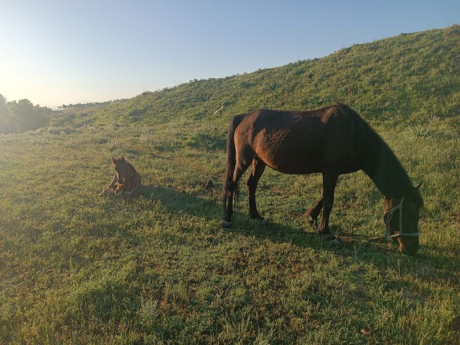 Лошади конь жылкы