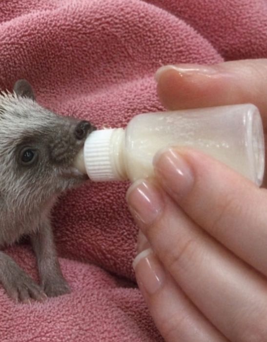 Беговое колесо и бутылочка